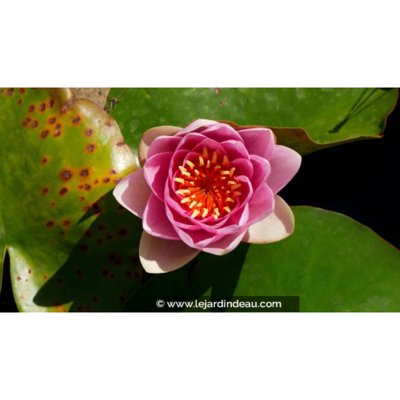 NYMPHAEA 'Masaniello' - Printemps