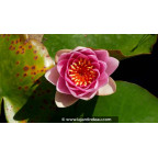 NYMPHAEA 'Masaniello' - Printemps NYMPHAEA 'Masaniello' - Printemps