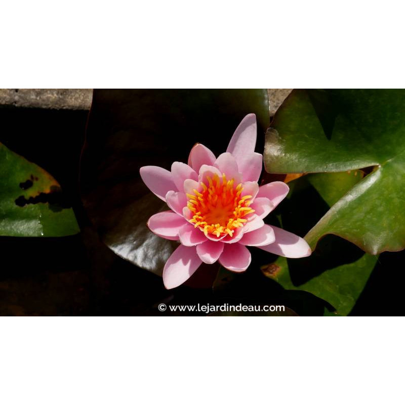 NYMPHAEA 'Rosennymphe' - Printemps