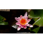 NYMPHAEA 'Rosennymphe' - Printemps