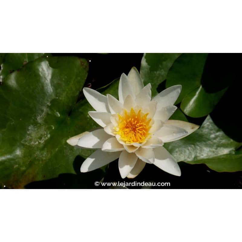 NYMPHAEA 'Gladstoneana' - Printemps NYMPHAEA 'Gladstoneana' - Printemps