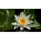 NYMPHAEA 'Gladstoneana' - Printemps NYMPHAEA 'Gladstoneana' - Printemps