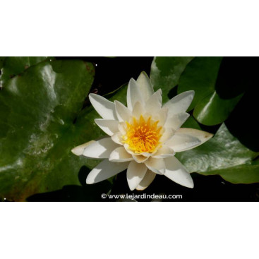 NYMPHAEA \'Gladstoneana\'