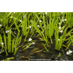 STRATIOTES aloides