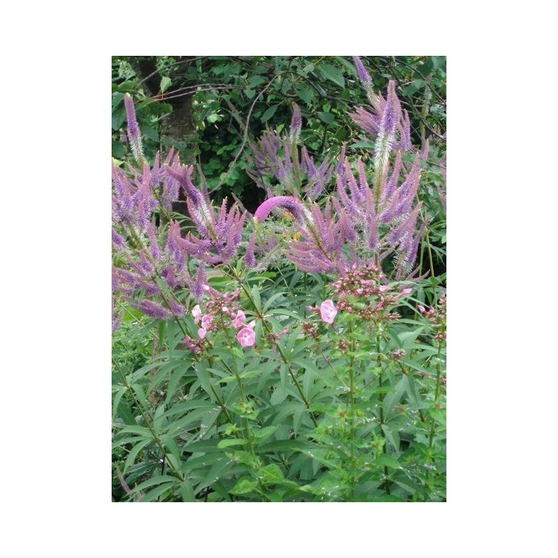 VERONICASTRUM virginicum 'Fascination'