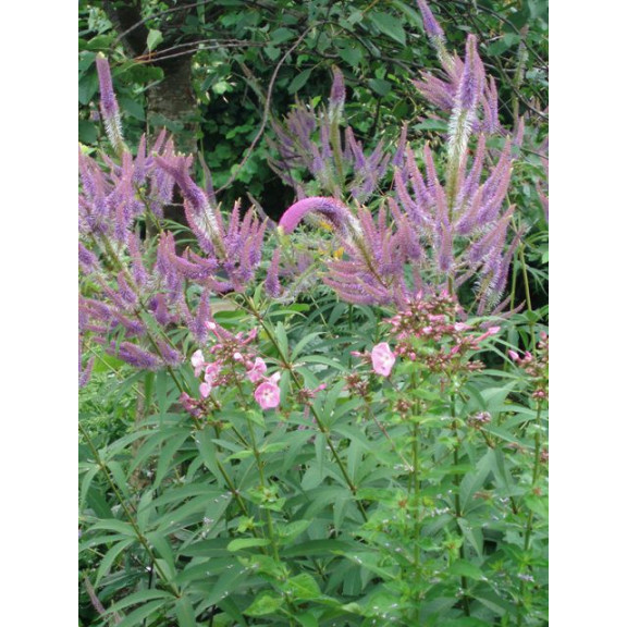 VERONICASTRUM virginicum 'Fascination'
