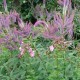 VERONICASTRUM virginicum 'Fascination'