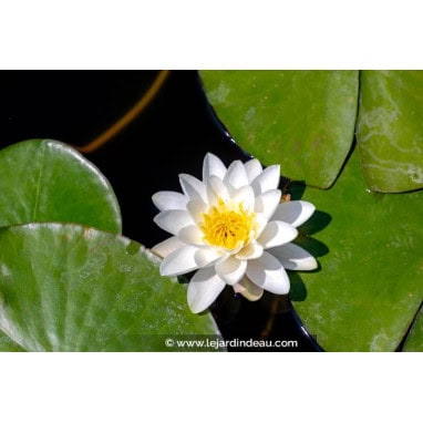 NYMPHAEA alba - Nénuphar