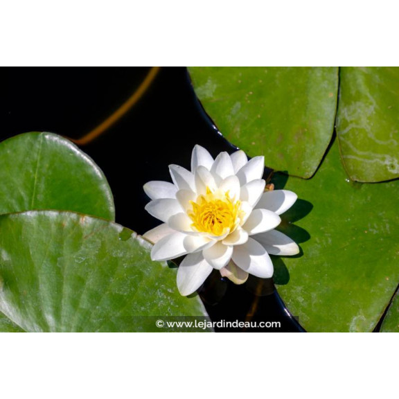 NYMPHAEA alba