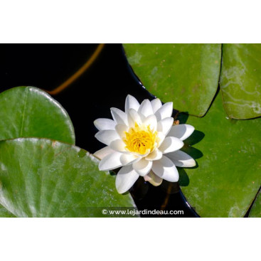 NYMPHAEA alba