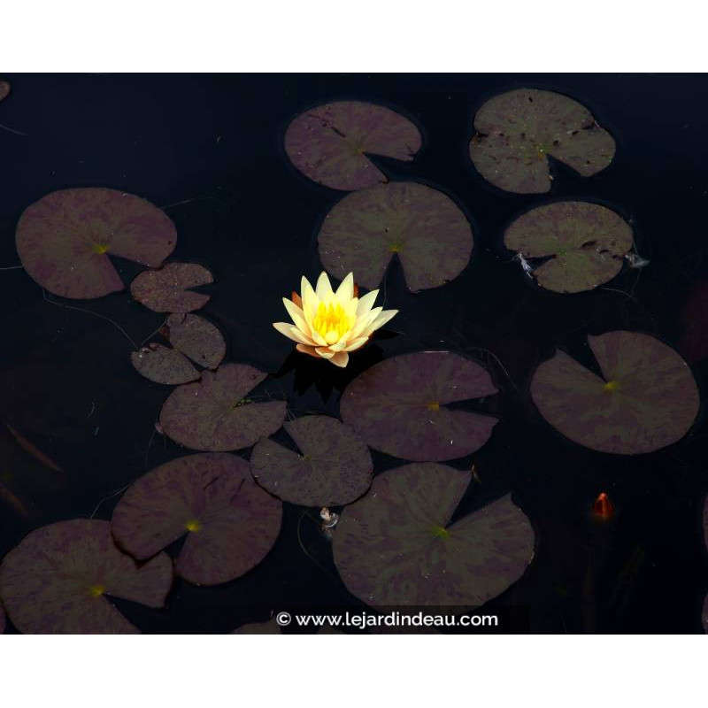 NYMPHAEA 'Odorata Sulphurea'