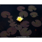 NYMPHAEA 'Odorata Sulphurea'
