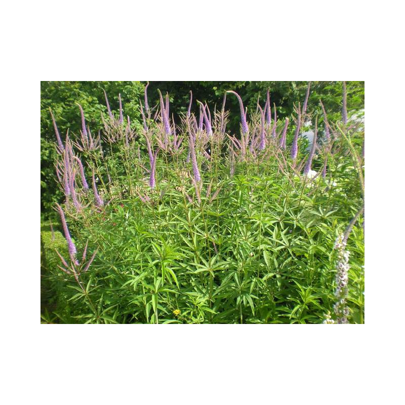 VERONICASTRUM virginicum 'Fascination'