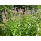 VERONICASTRUM virginicum 'Fascination'
