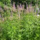 VERONICASTRUM virginicum 'Fascination'