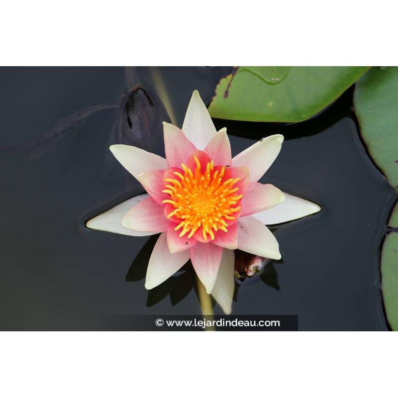 NYMPHAEA 'Ren&eacute; G&eacute;rard'