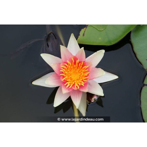 NYMPHAEA 'Ren&eacute; G&eacute;rard'