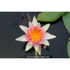 NYMPHAEA 'Ren&eacute; G&eacute;rard'