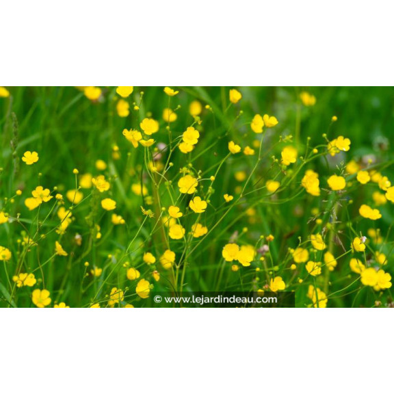RANUNCULUS lingua