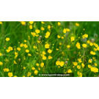 RANUNCULUS lingua RANUNCULUS lingua