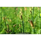 EQUISETUM fluviatile EQUISETUM fluviatile