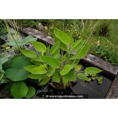 THALIA dealbata - Thalie blanch&acirc;tre / Canna d\'eau