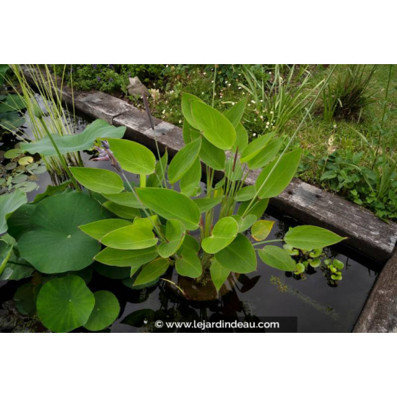 THALIA dealbata