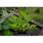 THALIA dealbata