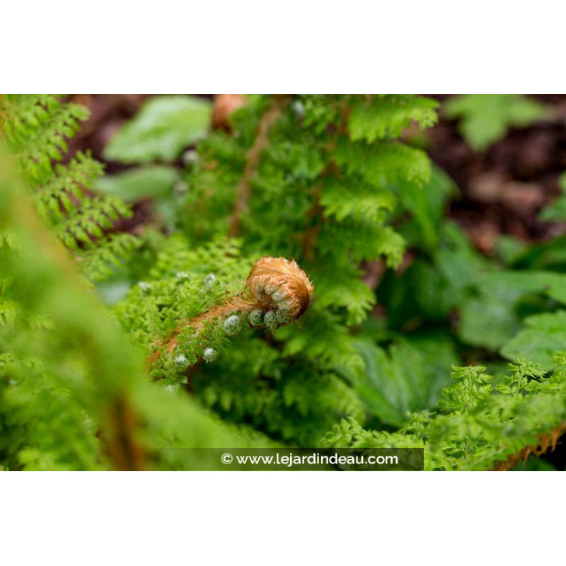POLYSTICHUM setiferum 'Proliferum' POLYSTICHUM setiferum 'Proliferum'