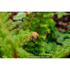 POLYSTICHUM setiferum 'Proliferum' POLYSTICHUM setiferum 'Proliferum'