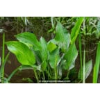 ALISMA plantago-aquatica ALISMA plantago-aquatica