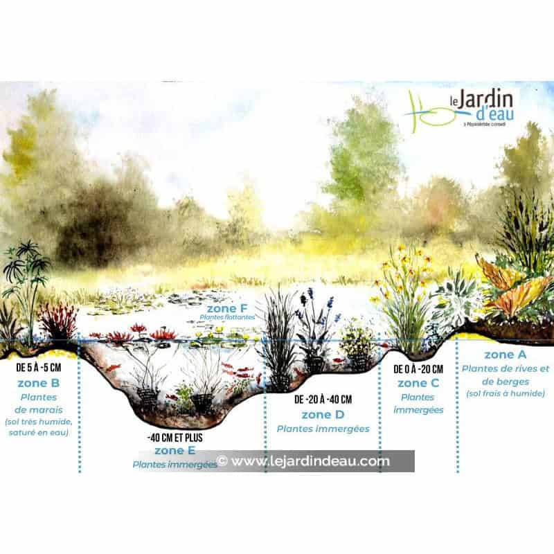 Profondeur de plantation ALISMA plantago-aquatica : zone A + zone B + zone C + zone D Profondeur de plantation ALISMA plantago-aquatica : zone A + zone B + zone C + zone D