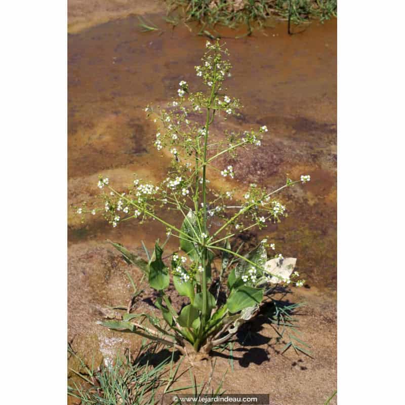 ALISMA plantago-aquatica ALISMA plantago-aquatica