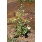 ALISMA plantago-aquatica ALISMA plantago-aquatica
