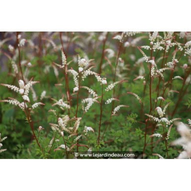 ARUNCUS aethusifolius