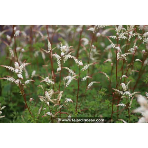 ARUNCUS aethusifolius