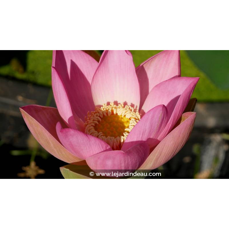 NELUMBO 'Patricia Garrett' - Été NELUMBO 'Patricia Garrett' - Été