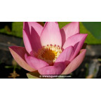 NELUMBO 'Patricia Garrett' - Été NELUMBO 'Patricia Garrett' - Été