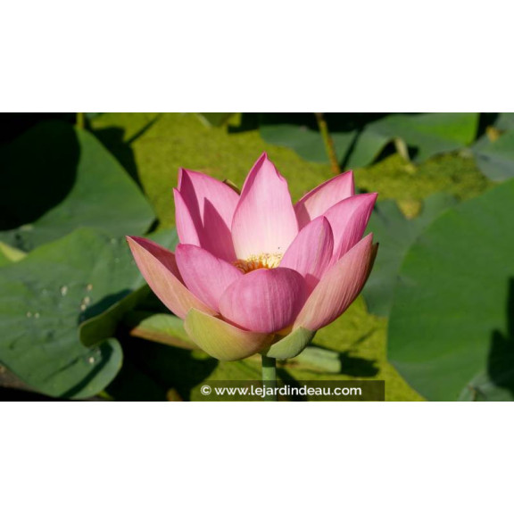 NELUMBO 'Patricia Garrett' - &Eacute;t&eacute;