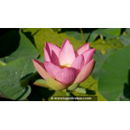 NELUMBO 'Patricia Garrett' - Été NELUMBO 'Patricia Garrett' - Été