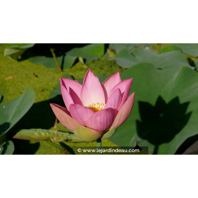 NELUMBO 'Patricia Garrett' - Été NELUMBO 'Patricia Garrett' - Été