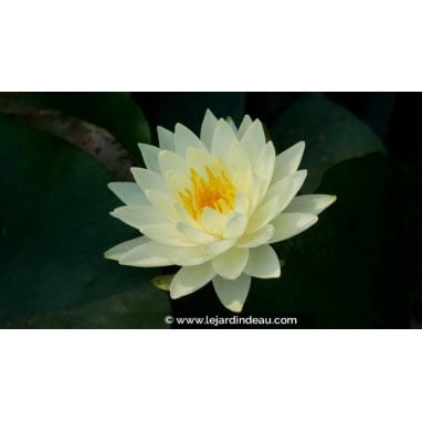 NYMPHAEA \'Lemon Chiffon\' - N&eacute;nuphar