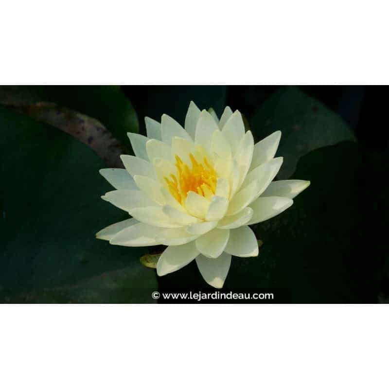NYMPHAEA 'Lemon Chiffon'
