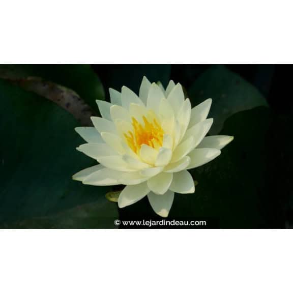 NYMPHAEA 'Lemon Chiffon'