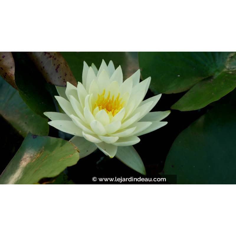 NYMPHAEA 'Lemon Chiffon'