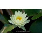 NYMPHAEA 'Lemon Chiffon'