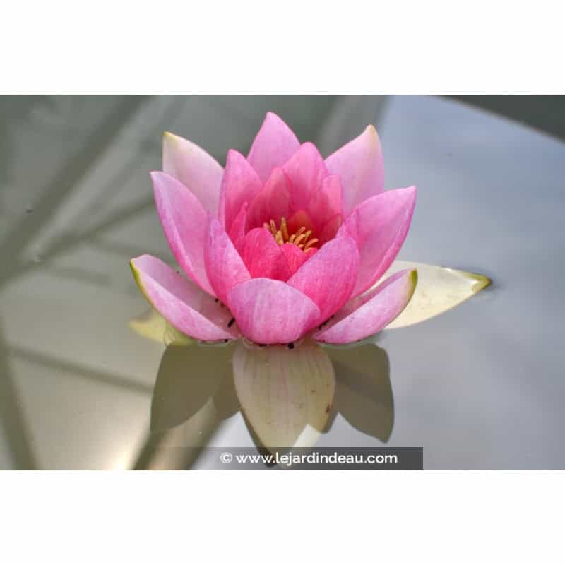 NYMPHAEA 'Unknown Warrior' NYMPHAEA 'Unknown Warrior'