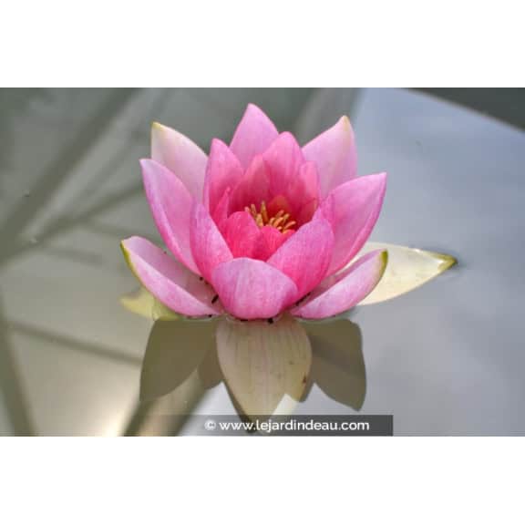 NYMPHAEA 'Unknown Warrior'