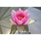 NYMPHAEA 'Unknown Warrior' NYMPHAEA 'Unknown Warrior'