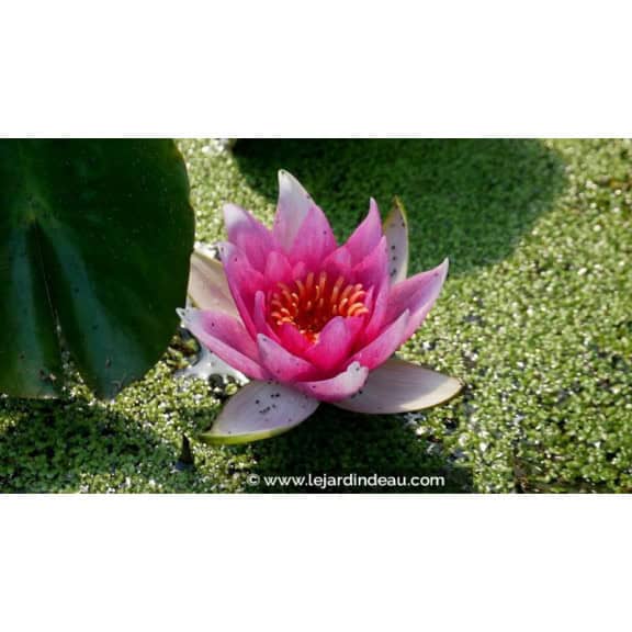 NYMPHAEA 'Unknown Warrior'